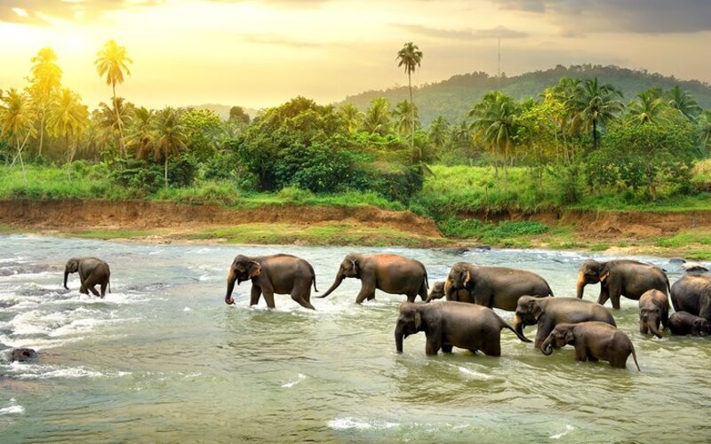sri-lanka-best-places-to-visit-intro-paragraph-elephants